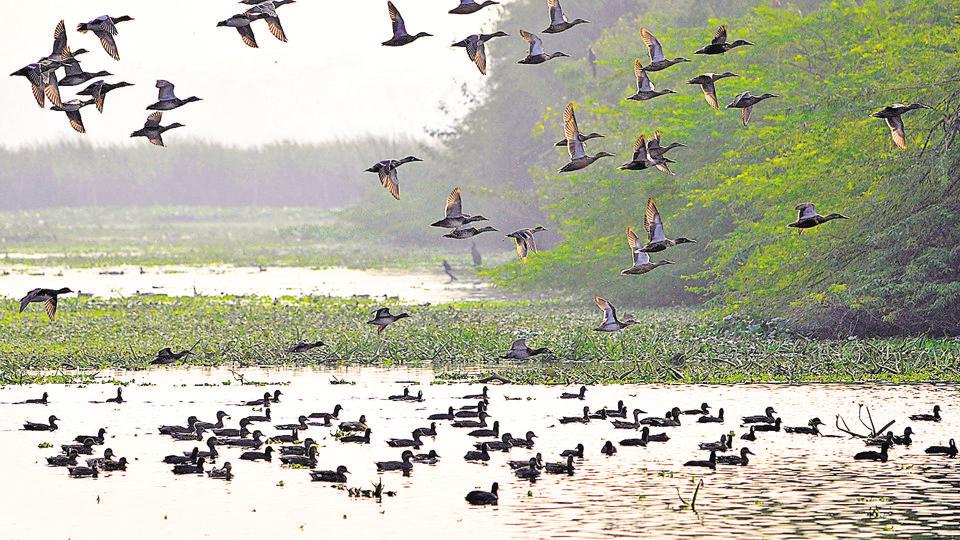 Okhla Bird Sanctuary